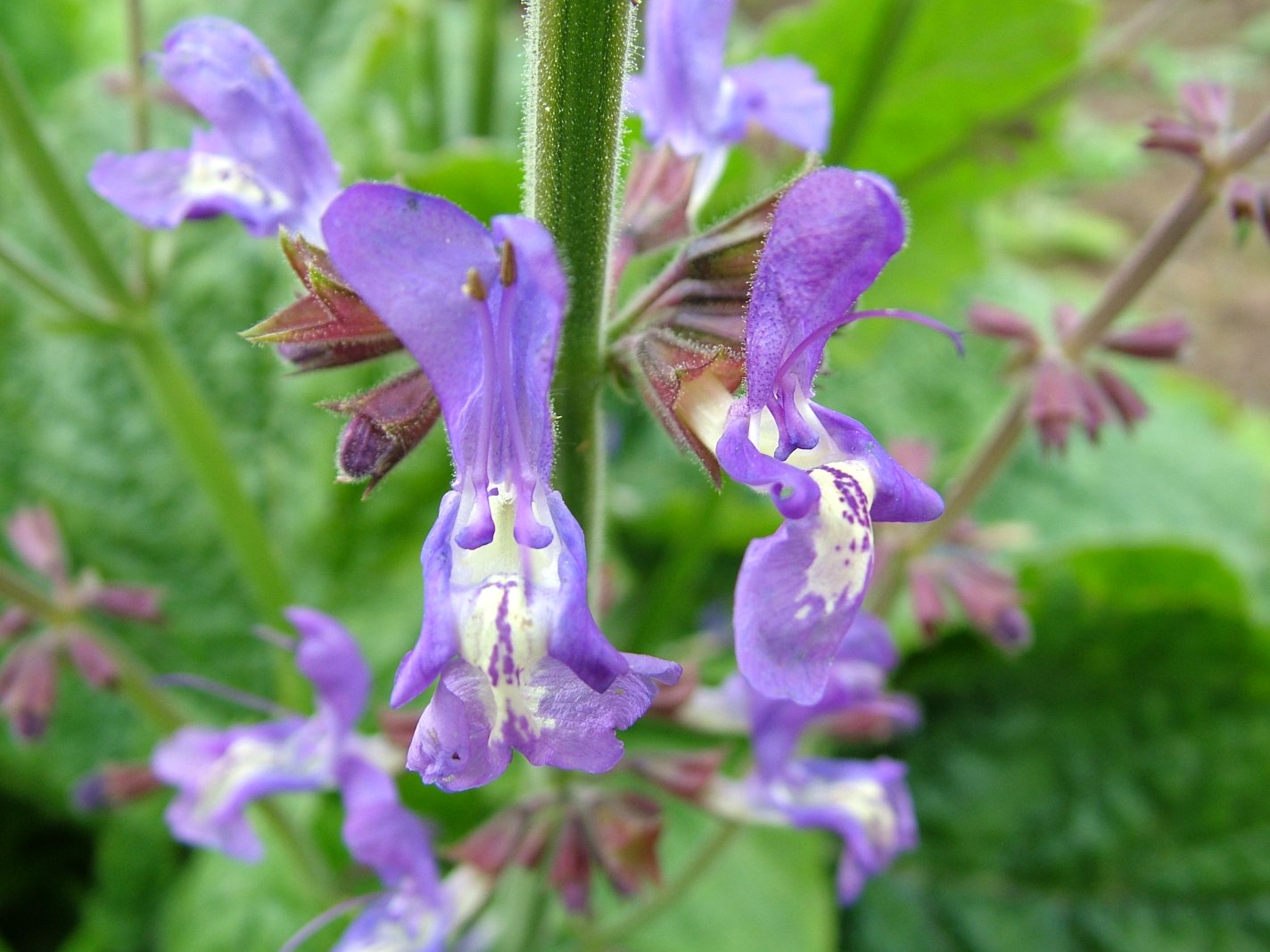 [Foto de planta, jardin, jardineria]